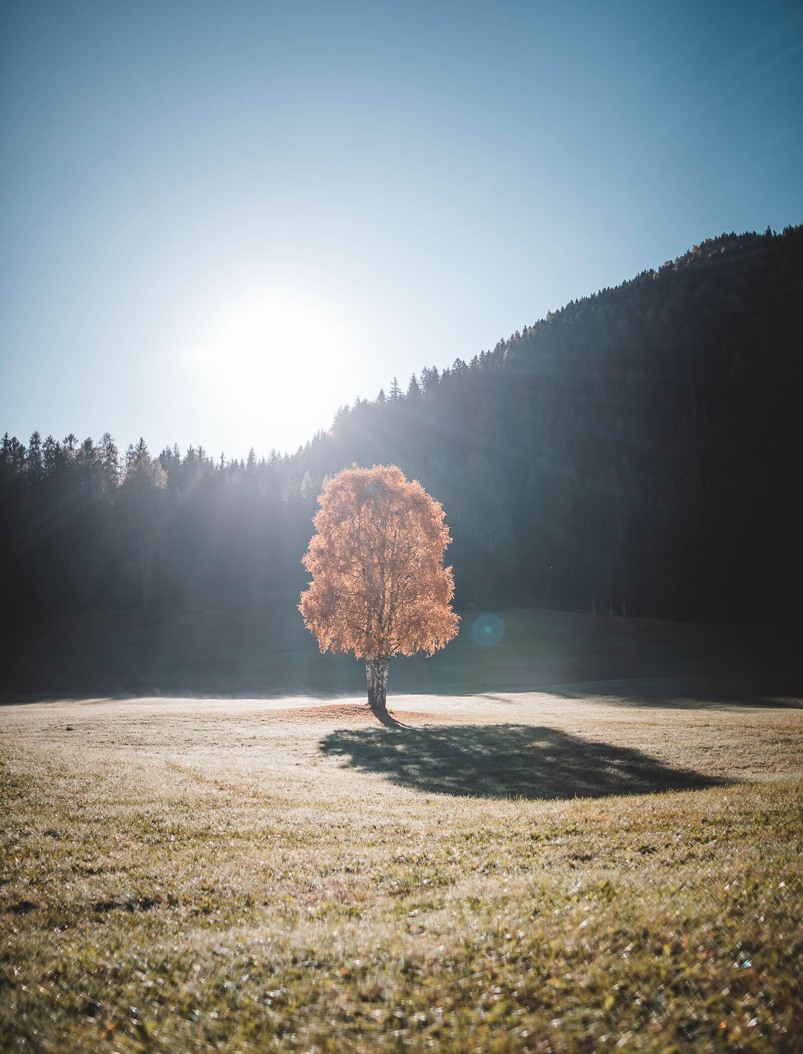 A tree in the middle of a green meadow - Zin Park Residence